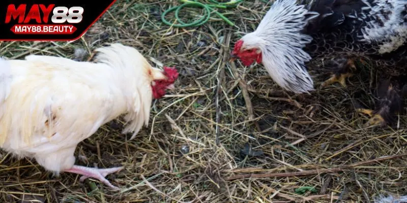 Nâng cao phòng thủ là tấm chắn an toàn nhất