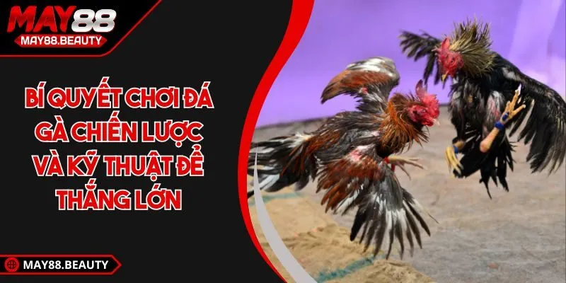 Bí quyết chơi đá gà