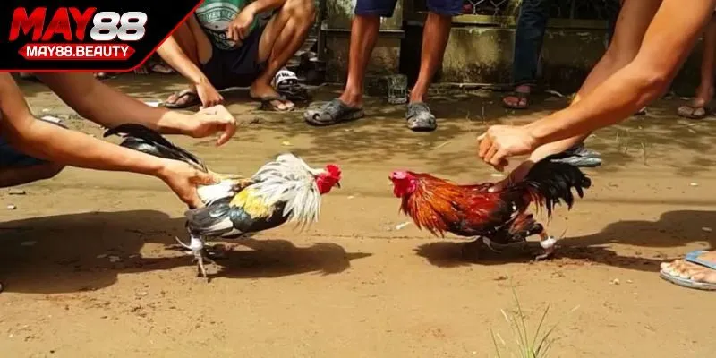 Cân nặng chuẩn của gà cựa