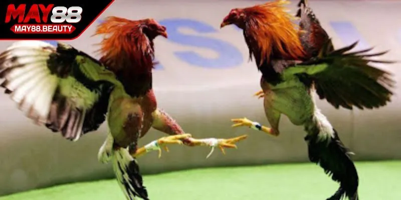 Khám phá đá gà cựa sắt MAY88