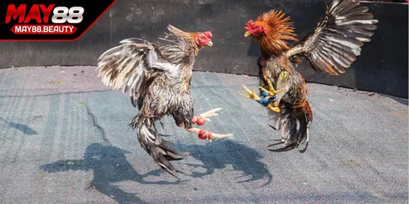 Các quy định xác định kết quả trong đá gà Thomo