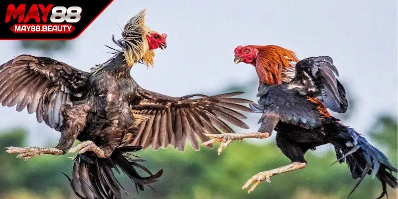 Trải nghiệm đỉnh cao tại đấu trường đá gà Thomo MAY88