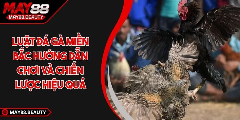 Luật đá gà miền Bắc