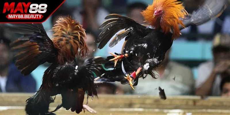 Lý do khách hàng nên trang bị thuật ngữ đá gà khi chơi