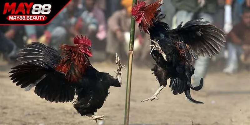 Từ ngữ chuyên nghiệp liên quan đến thi đấu